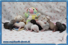 Aglaia´s Welpen 2 Wochen alt