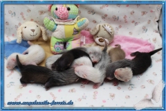 Aglaia´s Welpen 2 Wochen alt