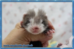 Idefix "Reserviert" für Uli und Tina