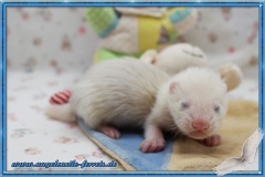 Ichigo "Reserviert" für Madlen