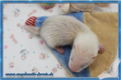 Ichigo "Reserviert" für Madlen