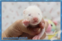 Ichigo "Reserviert" für Madlen