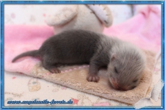 Megamis Blackself Halblanghaar Fähe