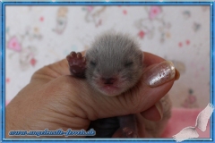 Megamis Blackself Halblanghaar Fähe