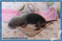 Megamis Blackself Halblanghaar Fähe