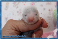 Badger Halblanghaar Fähe