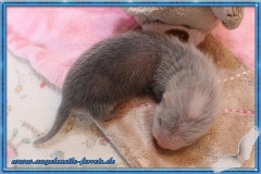 Badger Halblanghaar Fähe