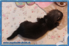 "Elly" Blackself Halblanghaar Fähe,  4 Wochen, Reserviert
