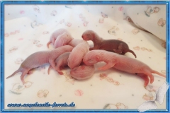Siwa´s Babys sind geboren!